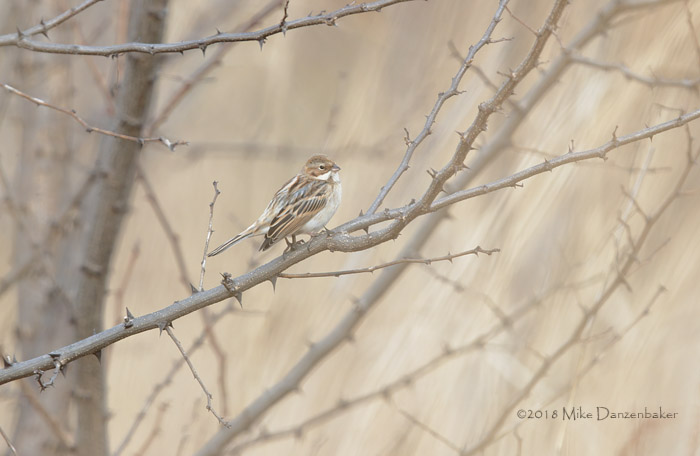 Pallas's Reed Bunting (Emberiza pallasi) photo