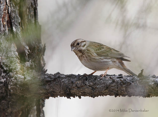 Pine Bunting (Emberiza leucocephalos) photo