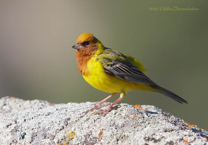 Red-headed Bunting (Emberiza bruniceps) photo image