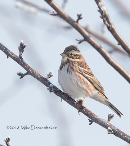 Rustic Bunting (Emberiza rustica) photo