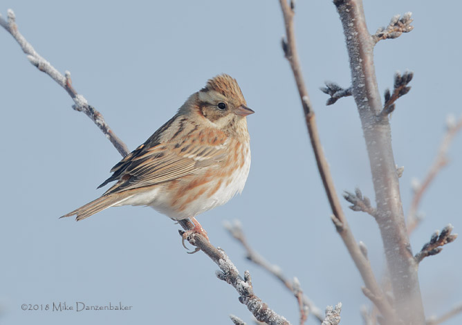 Rustic Bunting (Emberiza rustica) photo