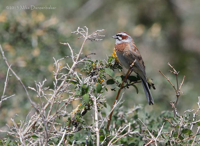 Meadow Bunting (Emberiza cioides) photo image