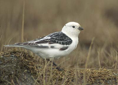 Snow Bunting (Plectrophenax nivalis) photo image