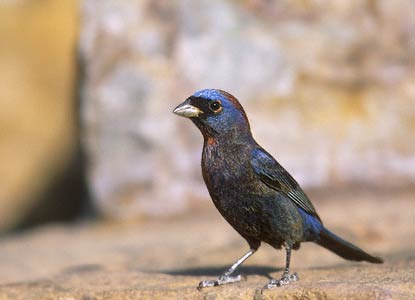 Varied Bunting (Passerina versicolor) photo image