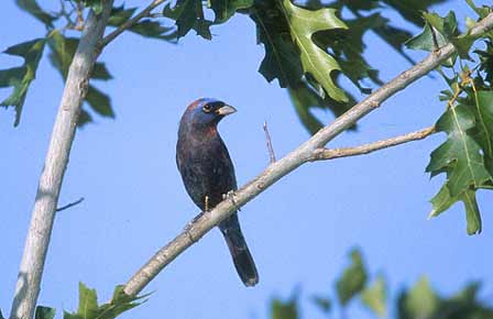 Varied Bunting (Passerina versicolor) photo image