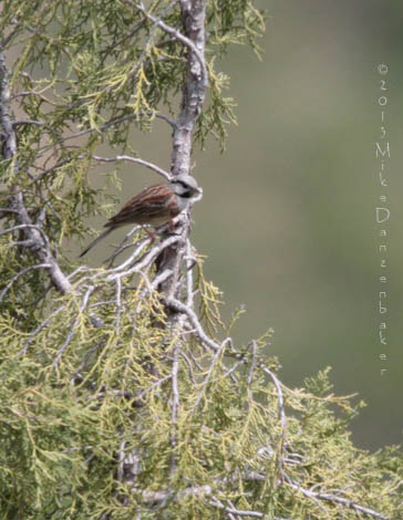 White-capped Bunting (Emberiza stewarti) photo image