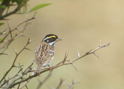 Yellow-browed Bunting (Emberiza chrysophrys) photo image
