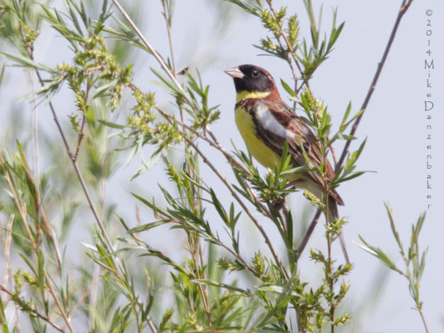 Yellow-breasted Bunting (Emberiza aureola) photo