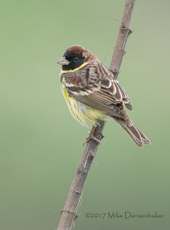 Yellow-breasted Bunting (Emberiza aureola) photo