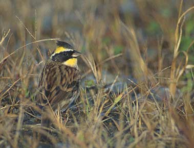 Yellow-throated Bunting (Emberiza elegans) photo image