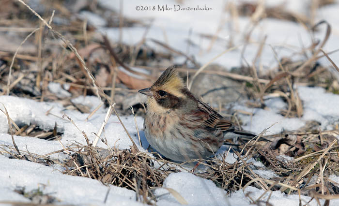Yellow-throated Bunting (Emberiza elegans) photo image