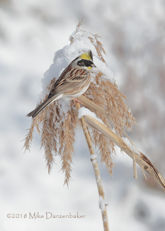 Yellow-throated Bunting (Emberiza elegans) photo