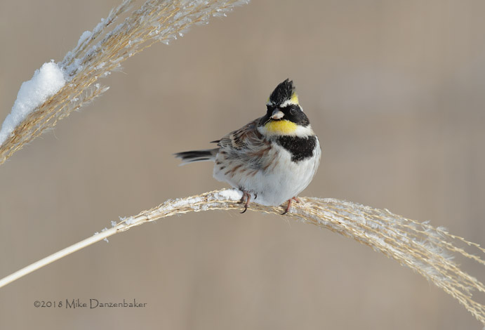 Yellow-throated Bunting (Emberiza elegans) photo image