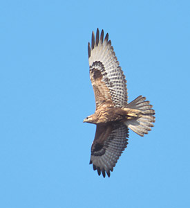Common Buzzard (Buteo buteo) photo image