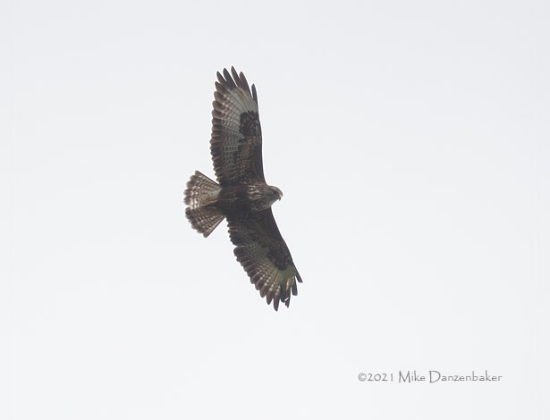 Common Buzzard (Buteo buteo) photo image