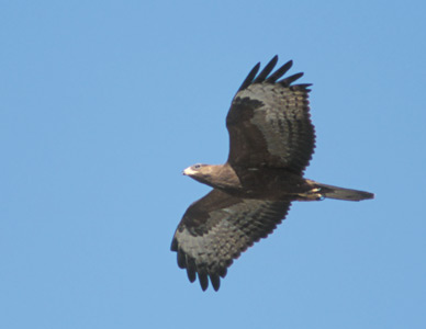 European Honey Buzzard (Pernis apivorus) photo image