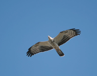 European Honey Buzzard (Pernis apivorus) photo image