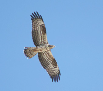 European Honey Buzzard (Pernis apivorus) photo image