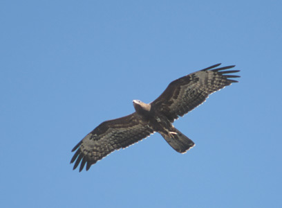 European Honey Buzzard (Pernis apivorus) photo image