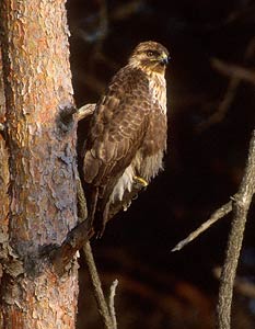 Eastern Buzzard (Buteo japonicus) photo image