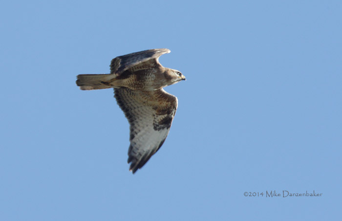 Eastern Buzzard (Buteo japonicus) photo