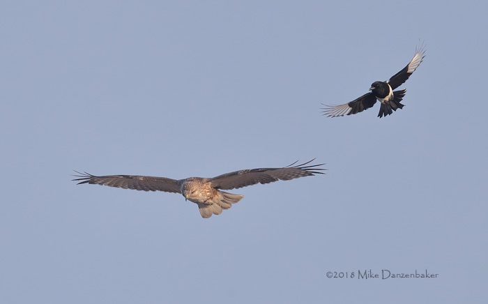 Eastern Buzzard (Buteo japonicus) photo