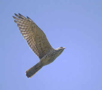 Grey-faced Buzzard (Butastur indicus) photo image