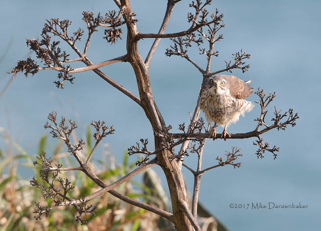 Grey-faced Buzzard (Butastur indicus) photo