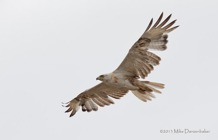 Long-legged Buzzard (Buteo rufinus) photo