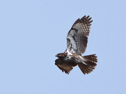Madagascar Buzzard (Buteo brachypterus) photo image