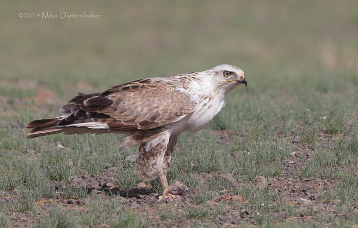 Upland Buzzard (Buteo hemilasius) photo