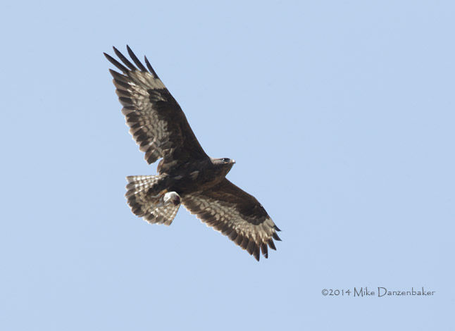 Unidentified Buzzard (Buteo incertus) photo image