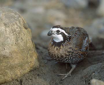 Northern Bobwhite (Colinus virginianus) photo image