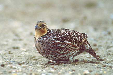 Northern Bobwhite (Colinus virginianus) photo image
