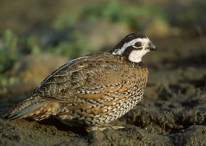 Northern Bobwhite (Colinus virginianus) photo image