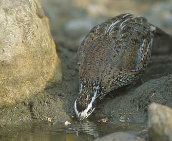 Northern Bobwhite (Colinus virginianus) photo image