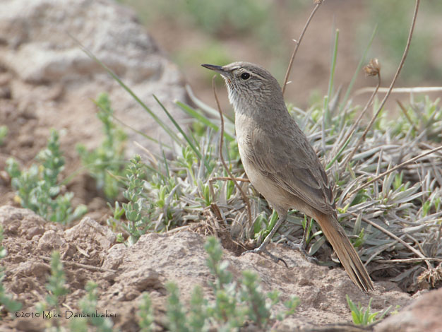 Cordilleran Canastero (Asthenes modesta) photo image