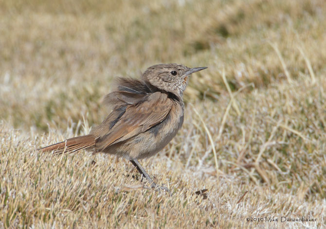 Cordilleran Canastero (Asthenes modesta) photo image