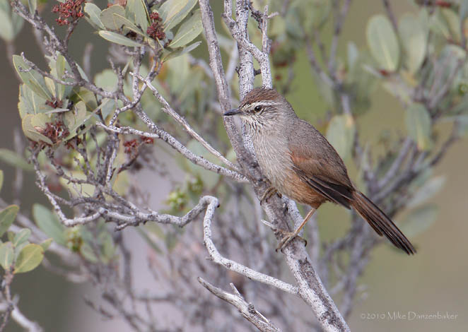Dusky-tailed Canastero (Asthenes humicola) photo