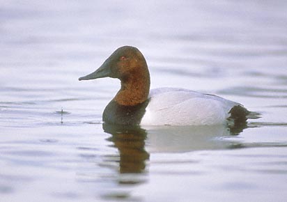 Canvasback (Aythya valisineria) photo image
