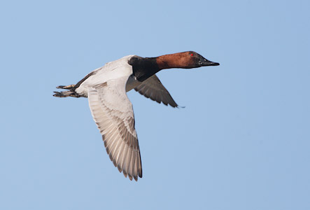 Canvasback (Aythya valisineria) photo image