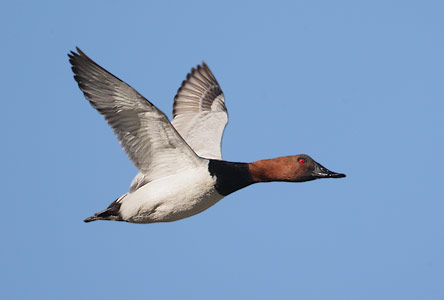Canvasback (Aythya valisineria) photo image