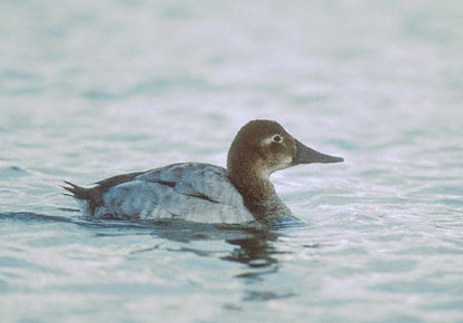 Canvasback (Aythya valisineria) photo image