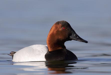 Canvasback (Aythya valisineria) photo image