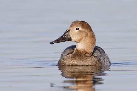 Canvasback (Aythya valisineria) photo image