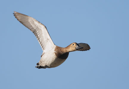 Canvasback (Aythya valisineria) photo image