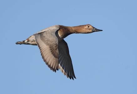 Canvasback (Aythya valisineria) photo image