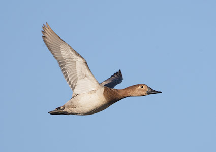 Canvasback (Aythya valisineria) photo image