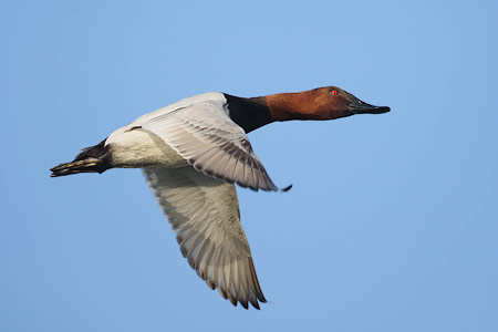 Canvasback (Aythya valisineria) photo image