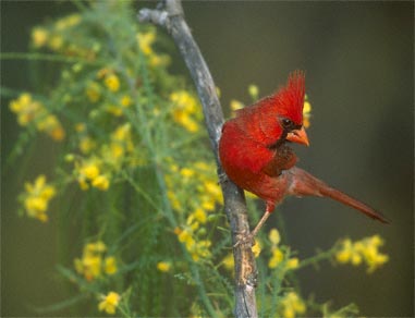 Northern Cardinal (Cardinalis cardinalis) photo image